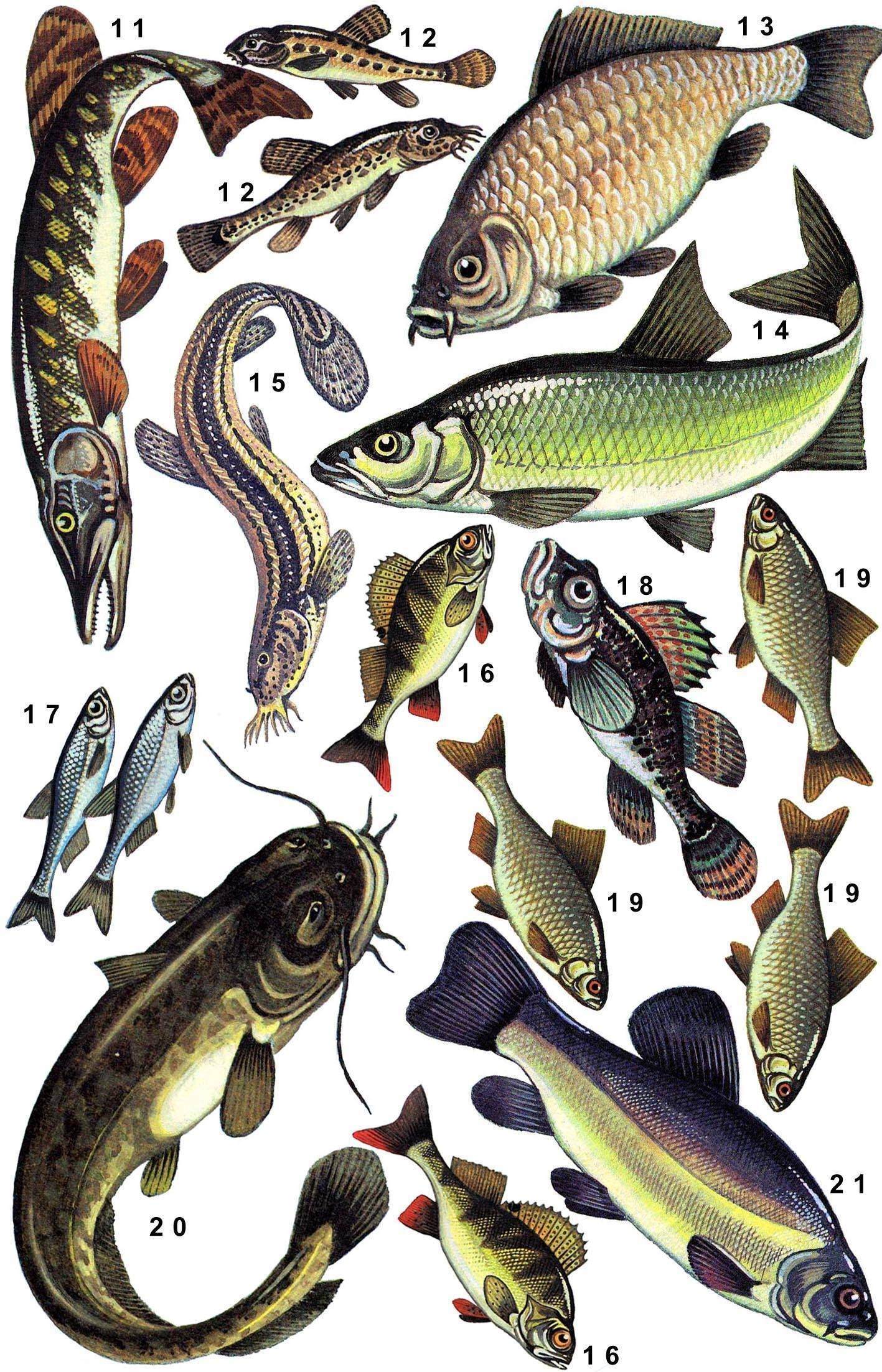 Фото речных рыб с названиями в россии