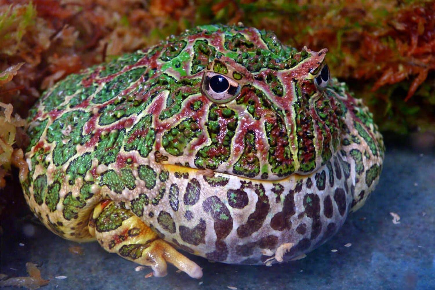 Лягушка рогатка Кранвелла. Тигровая лягушка Hoplobatrachus tigerinus. Рогатка ceratophrys Ornata. Украшенная рогатка ceratophrys Ornata.