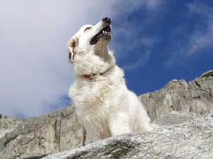 Грузинская Горная собака