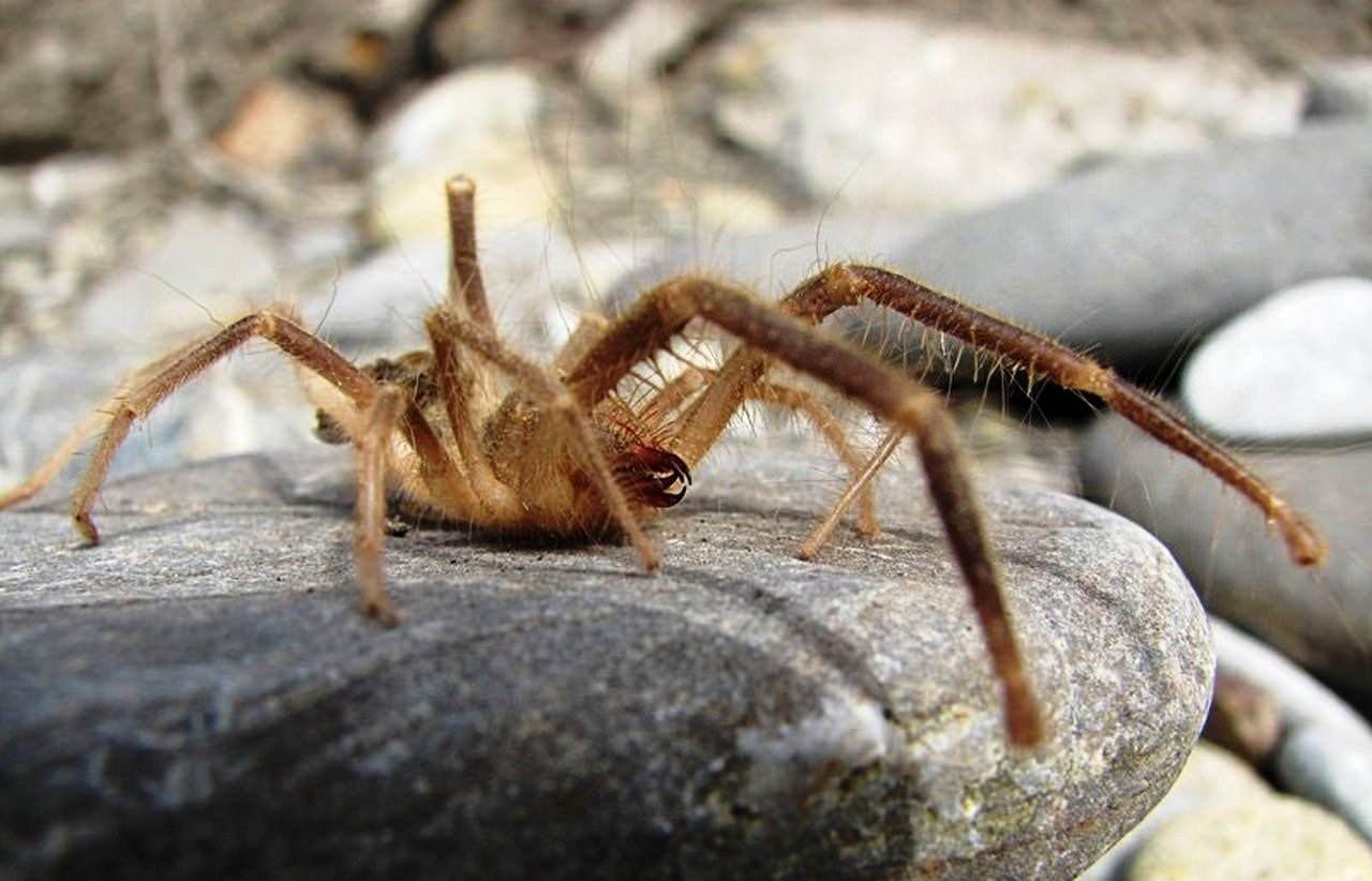 Крымские пауки фото и описание