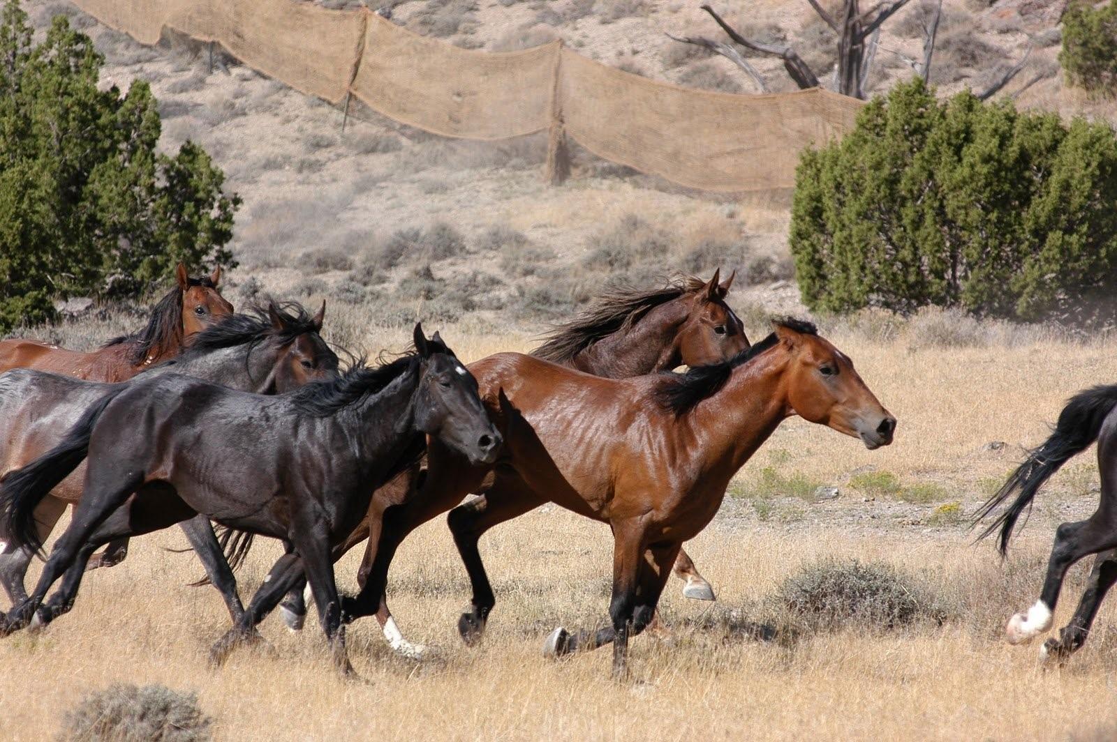 Фото табун лошадей бегущих