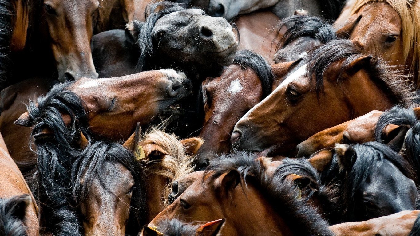 Фото лошадей табуны