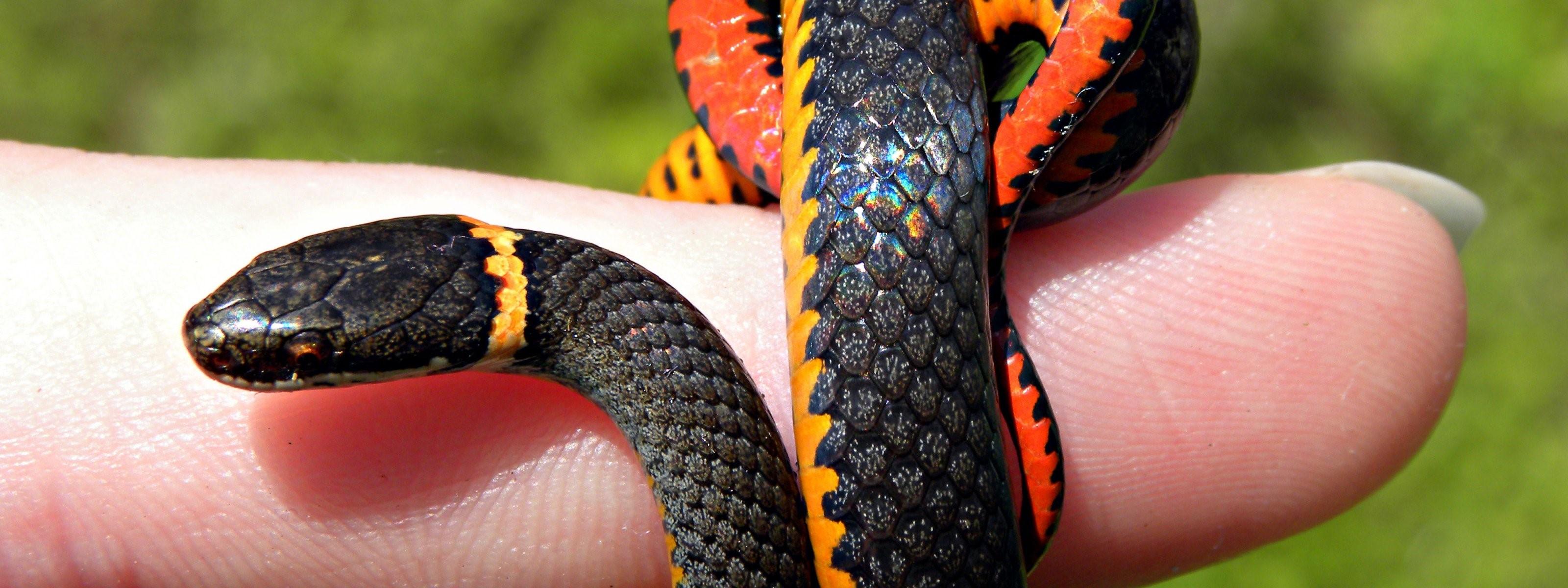 Змея с оранжевыми пятнами на голове название и фото