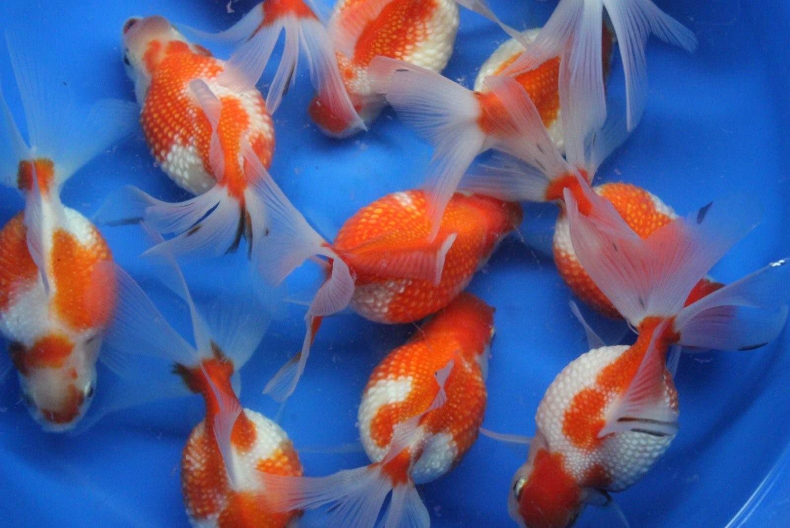 рыбки карамельки фото