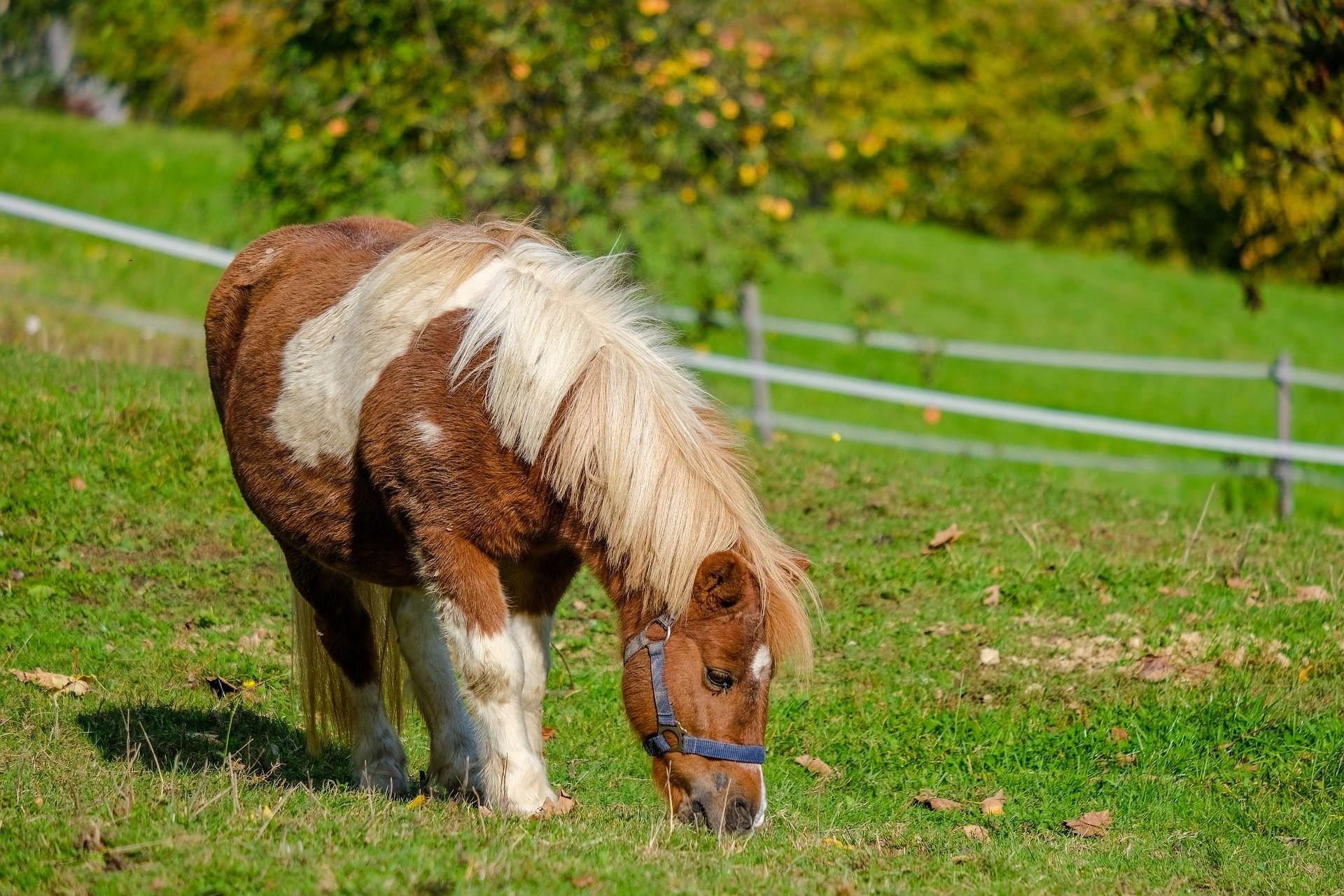 Pony фото. Чинкотигский пони. Фалабелла. Жеребенок шотландского пони. Фалабелла лошадь.