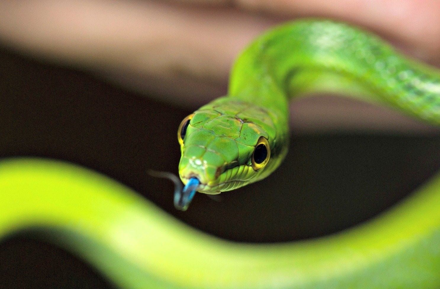 Травоядные змеи. Перуанский бумсланг. Зелёная мамба змея. Травянисто-зелёная плетевидка. Африканский бумсланг.