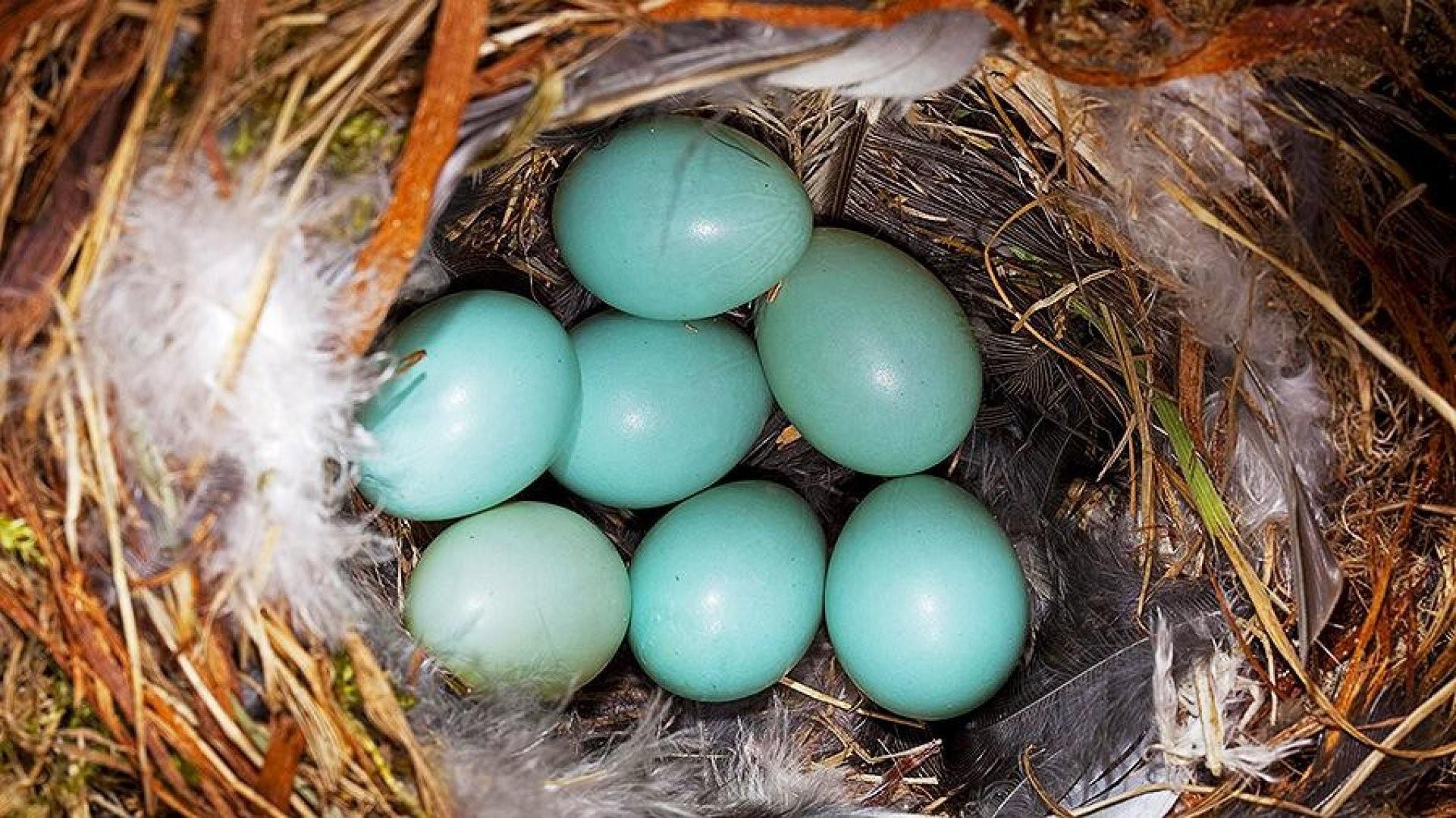 Откладывают большое количество яиц. Перепел селадон. Птичьи яйца. Птица с голубыми яйцами. Голубые птичьи яйца.