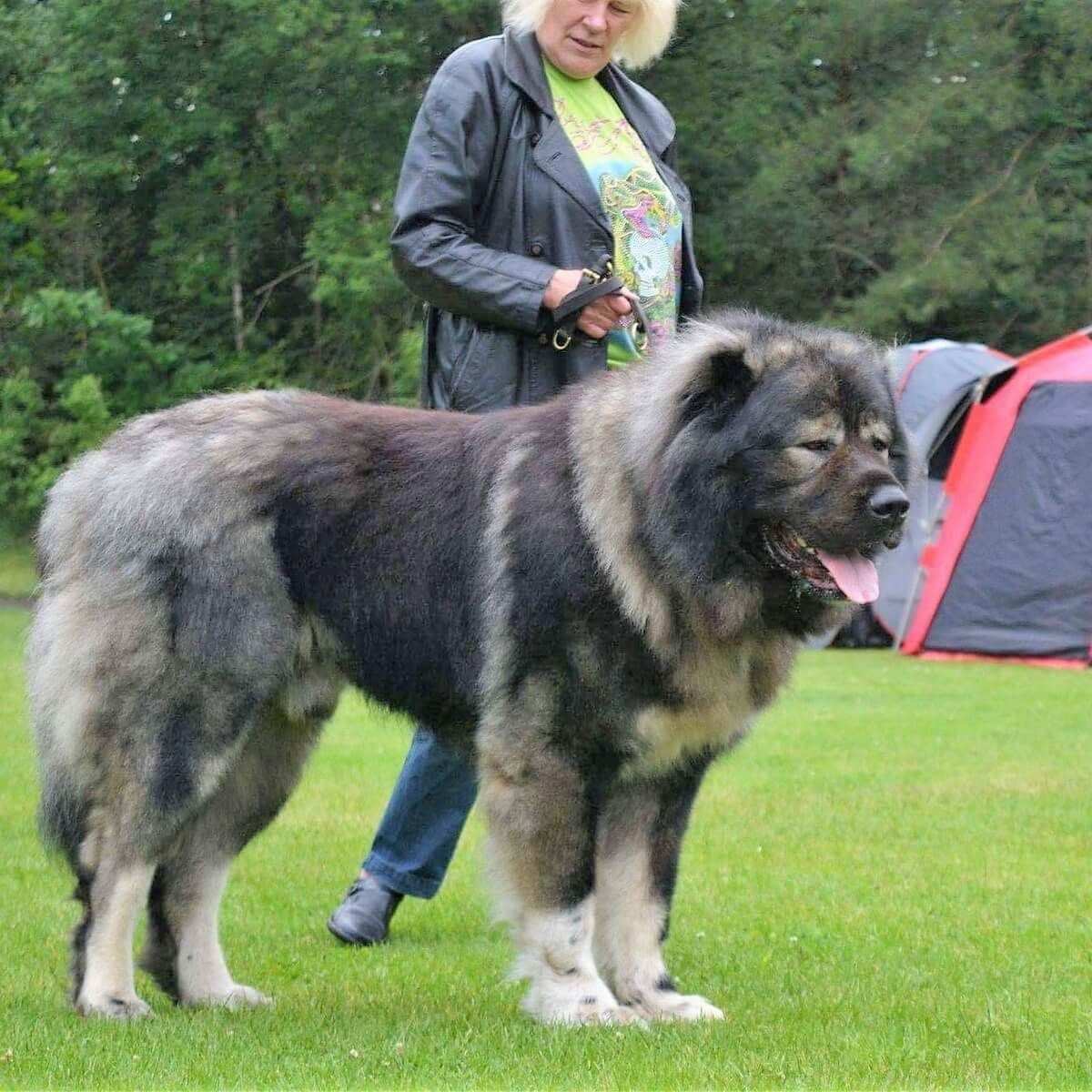Кавказская овчарка фото взрослой собаки с человеком