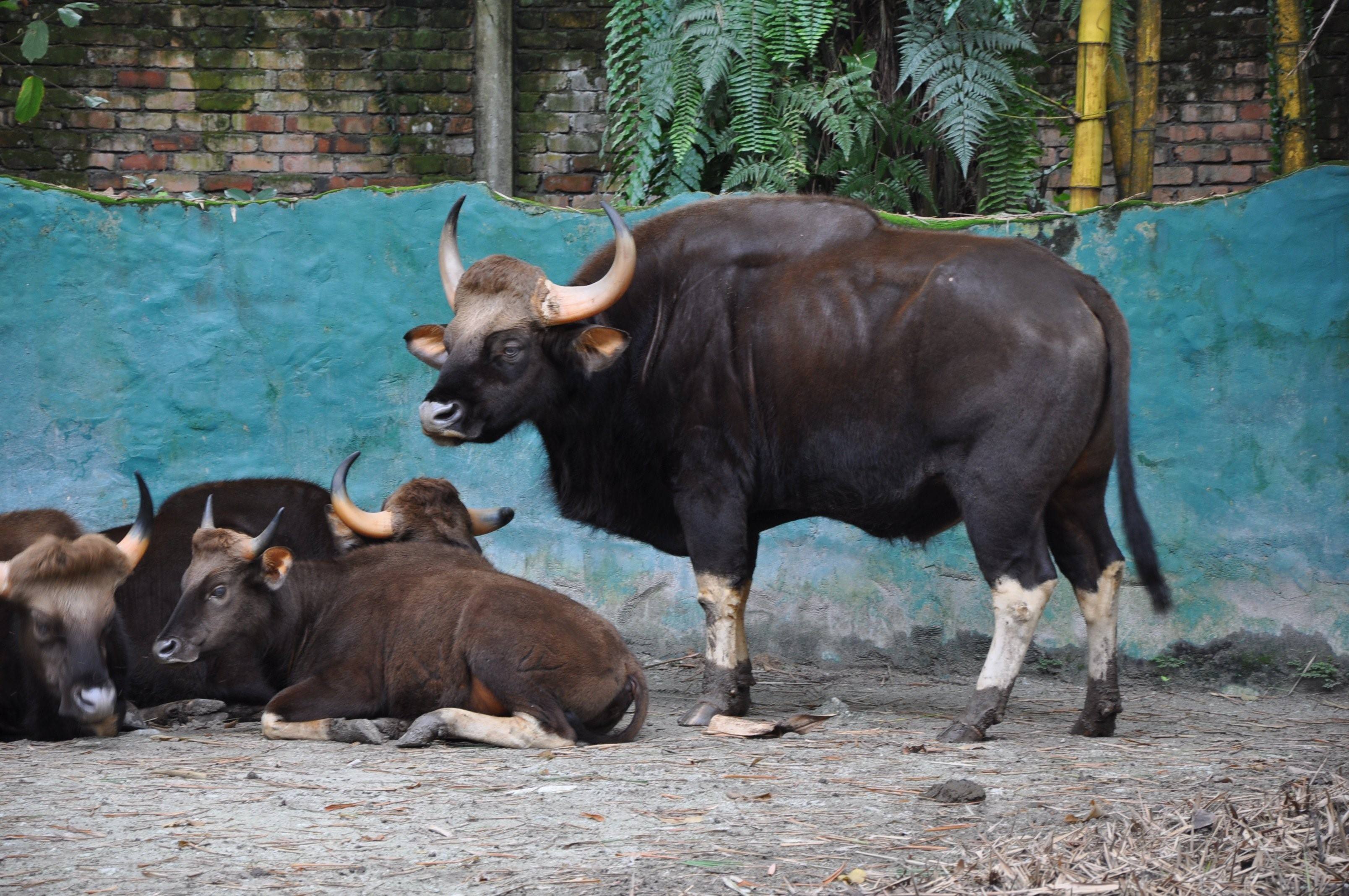 Дикий бык индии 4. Индийский Лесной бык Гаур. Гаур гаял. Азиатские быки Гауры. Гаял бык.