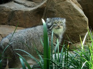 Помесь манула и домашней кошки