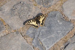 Гусеницы ласточкин хвост