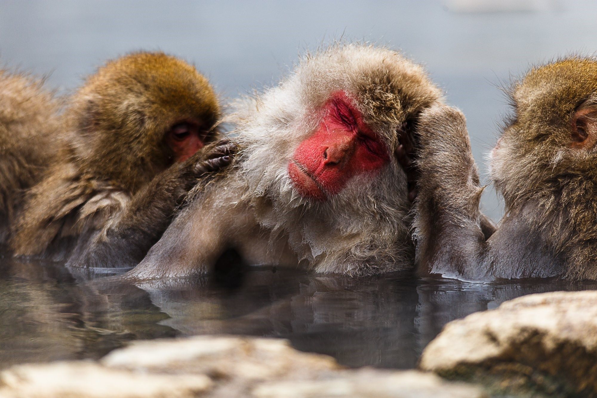обезьяна в японии в воде