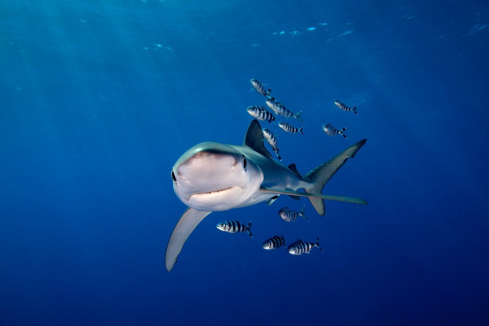 В океане акул сопровождают рыбы лоцманы