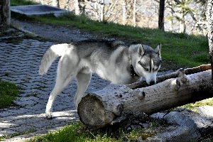 Хаски волчий окрас