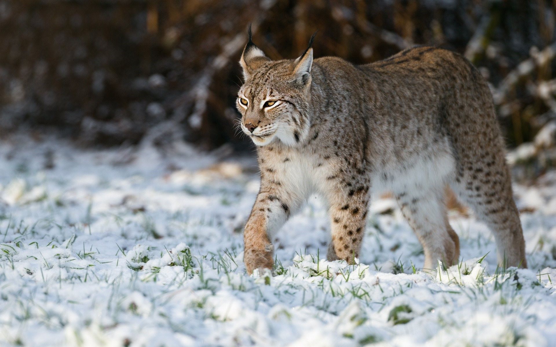 Рысь - Lynx Lynx (Linnaeus, 1758)