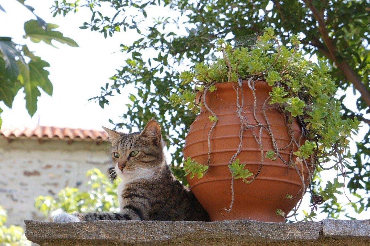 Котик в деревне фото