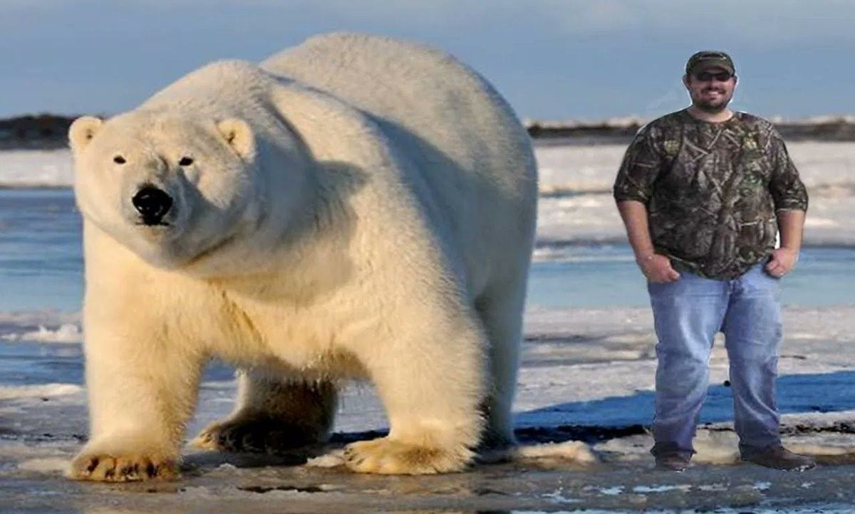 Какие медведи крупнее. Северная Америка медведь Гризли. Самый большой в мире медведь Гризли. Полярный Гризли. Северная Америка медведь Гризли Аляска.