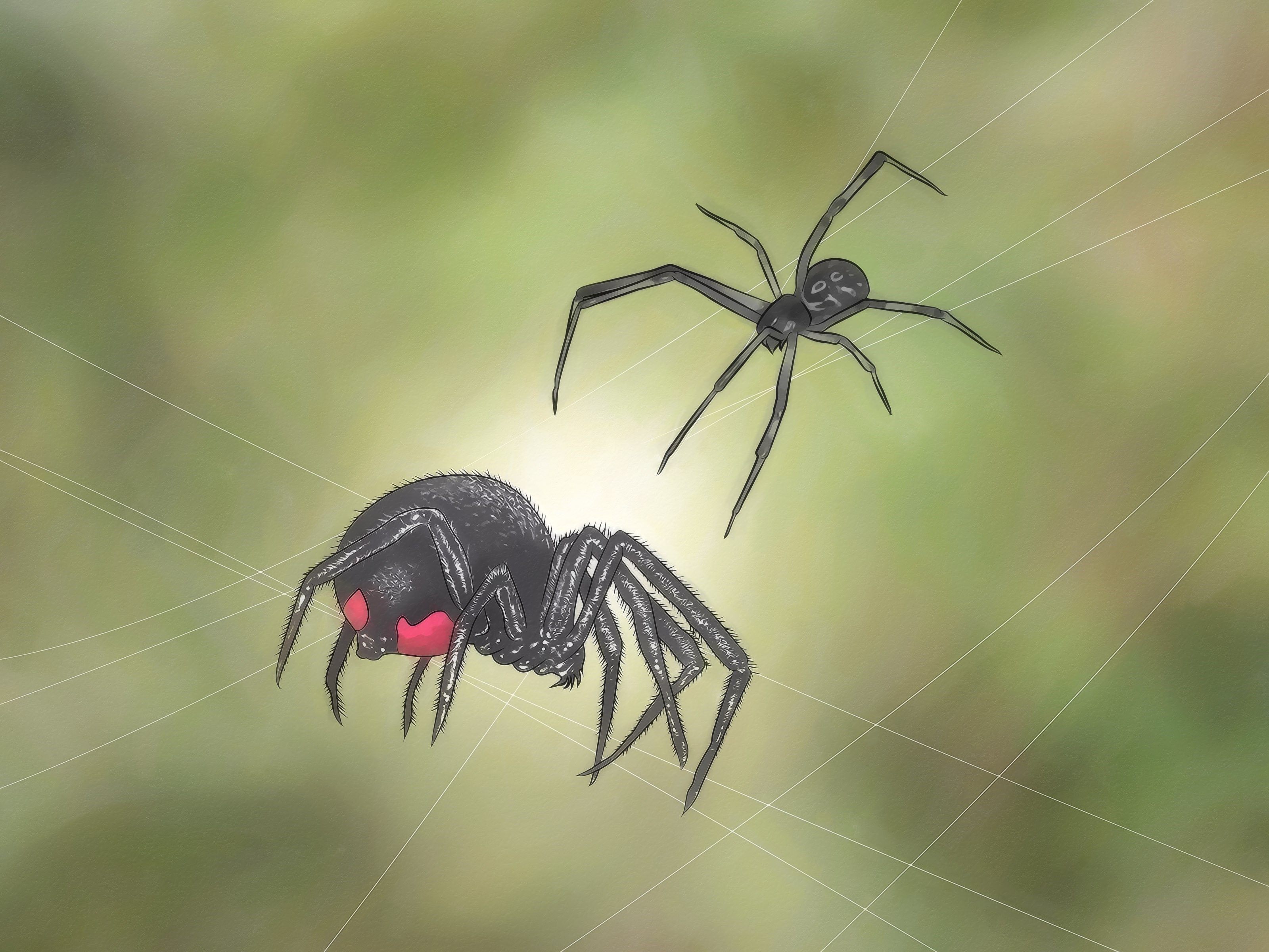 Черная вдова паук и птицеед