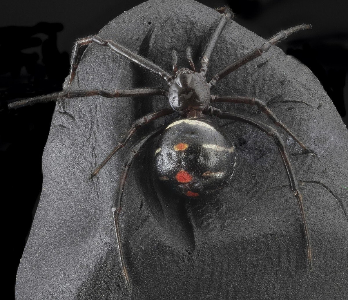 Фото паука черная вдова фото