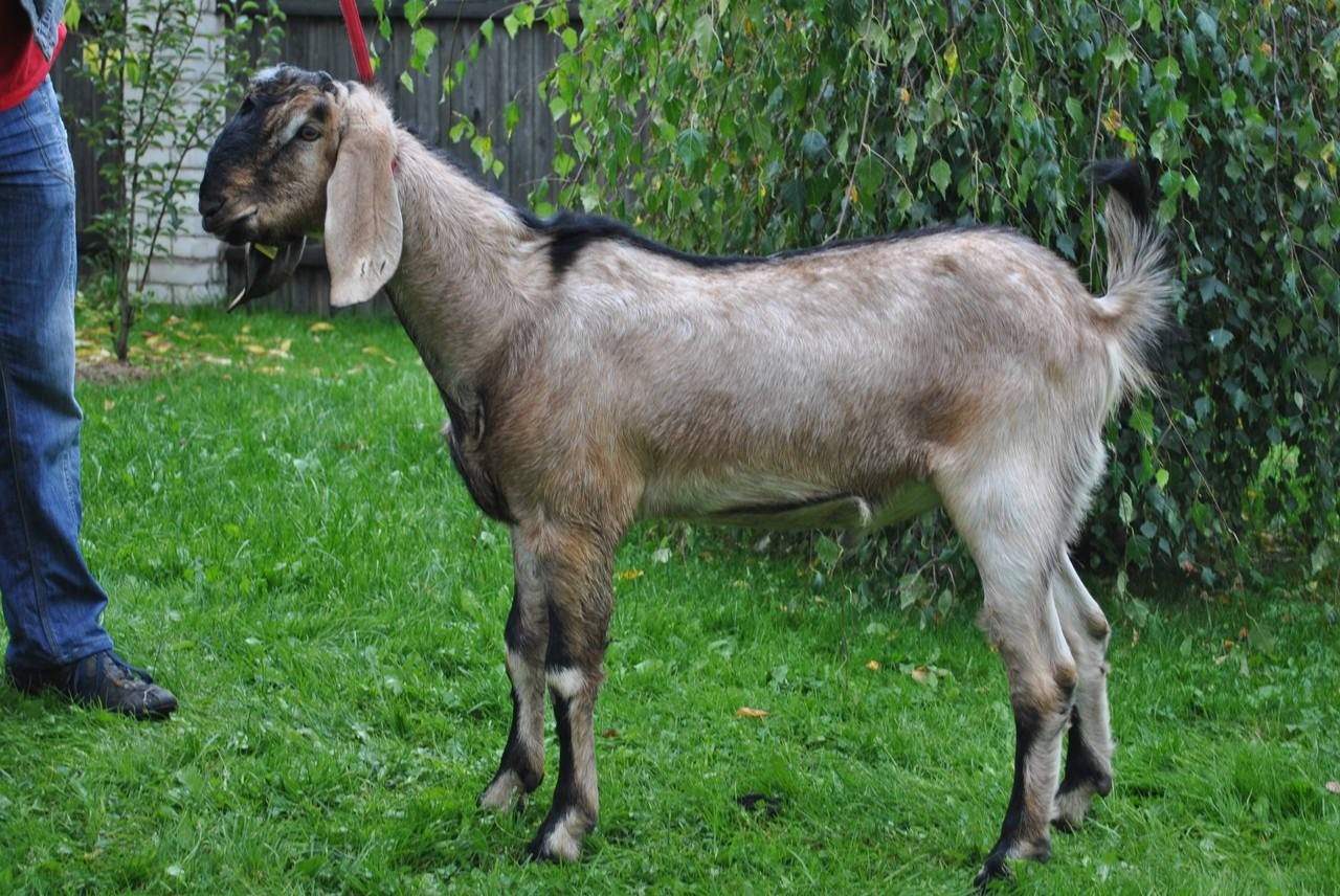 Купить козу нубийской породы. Коза нубийской породы. Нубийская порода Козлов. Англо-нубийская коза. Американская ламанча коза.