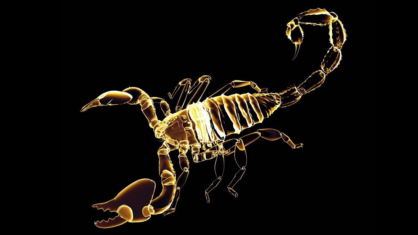 Скелет скорпиона настоящий