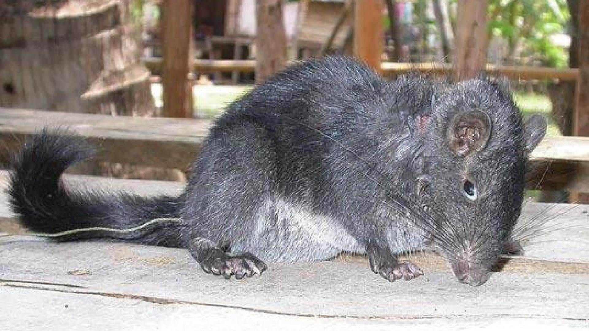 Зверек похожий на крысу. Лаосская Скальная крыса. Южная тонкохвостая крыса. Крыса с пушистым хвостом. Крыса с мохнатым хвостом.