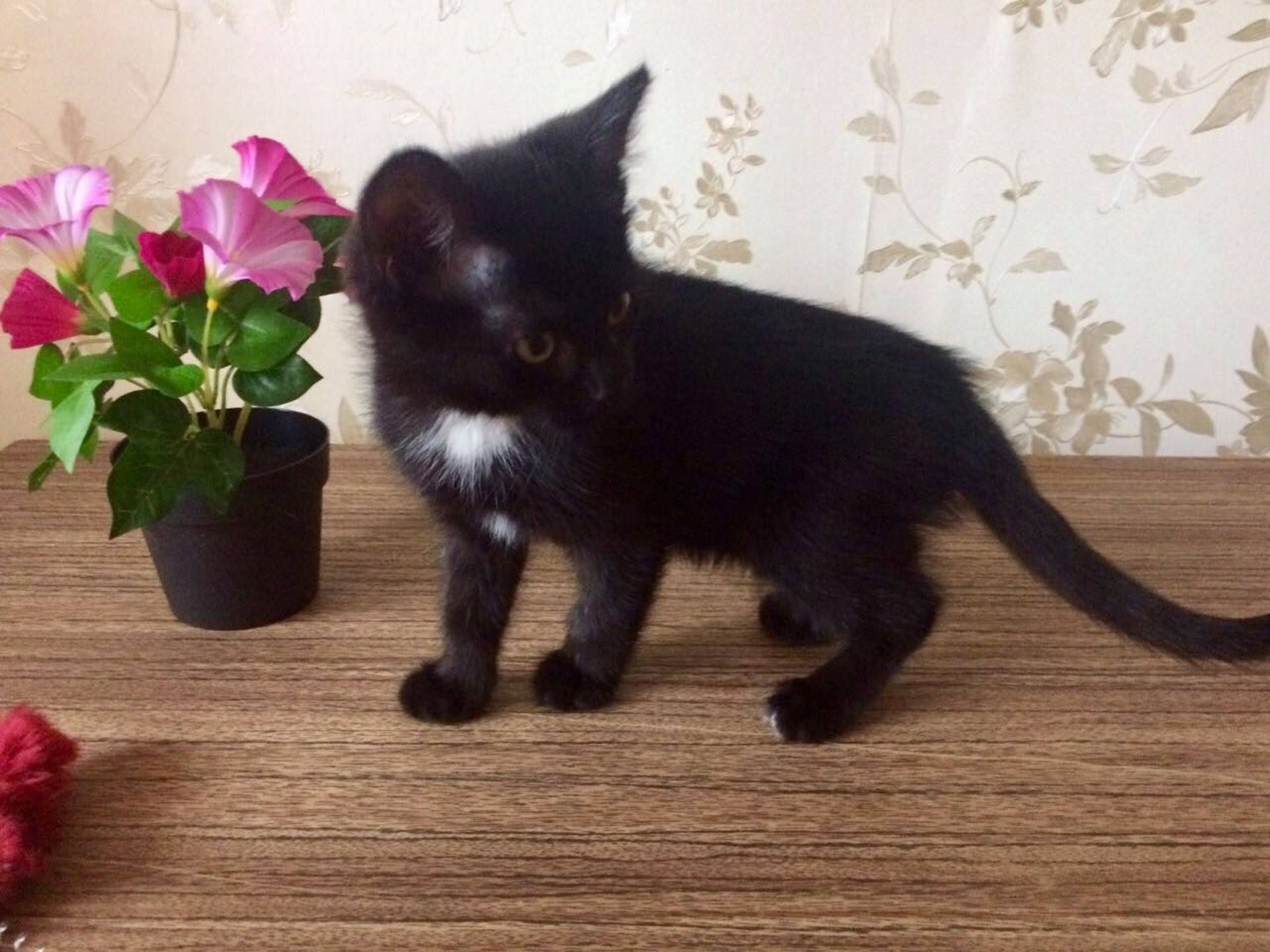 Белый галстук у черного кота 7 букв. Бомбейская кошка длинношерстная. Бомбейская кошка длинношерстная черная. Бомбейская кошка черно белая. Бомбейская чёрная кошка с белой грудкой.