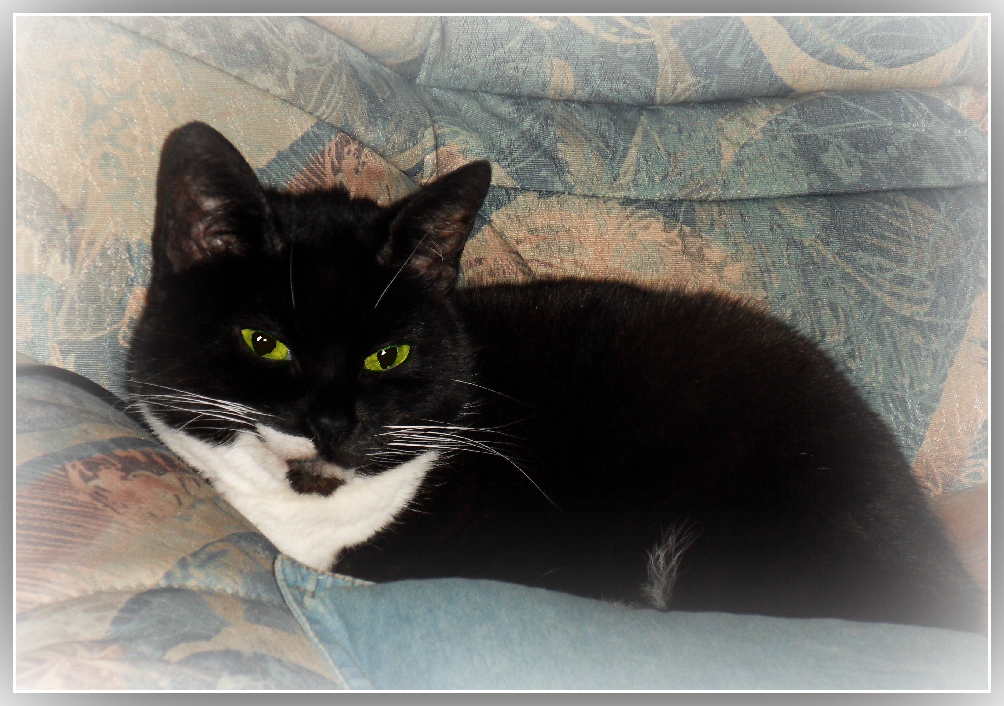 Европейская короткошерстная кошка черная. Чёрный кот с белой грудкой. Черная кошка с белой грудкой. Черный кот с белыми лапками. Котята с белыми лапками