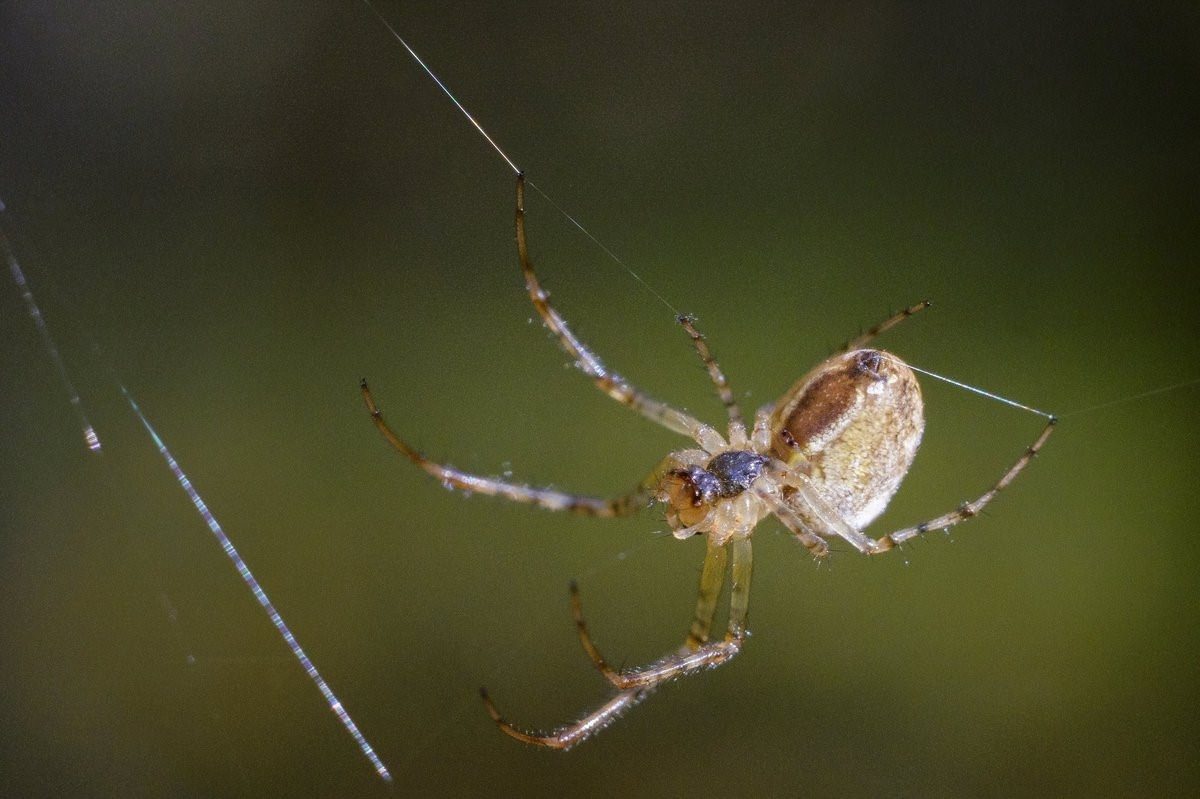 Большие пауки подмосковья фото и описание