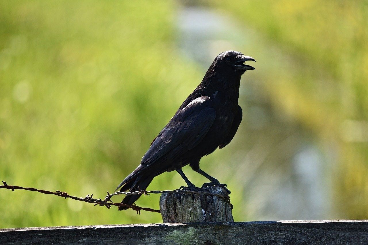 Пикник вороны. Европейская черная ворона. Ворона сорока Галка. Грач (птица). Полевые птицы черные.