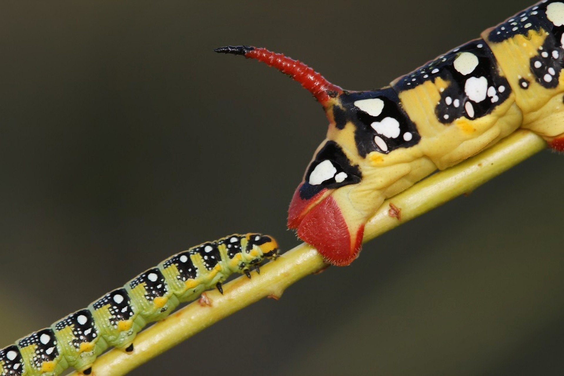 Бражник бабочка и гусеница фото