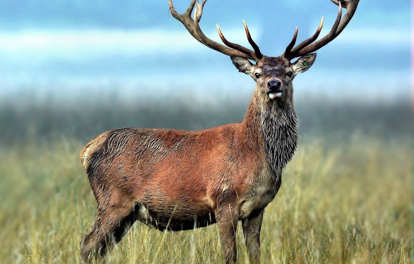 Большие олени. Крымский благородный олень. Оленей Cervus Campestris. Красный (благородный) олень. Берберийский олень.