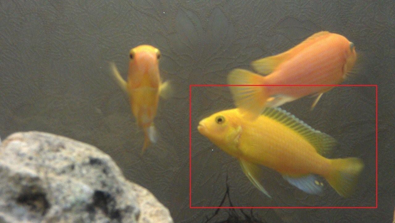 Желтые цихлиды отличие самца от самки фото