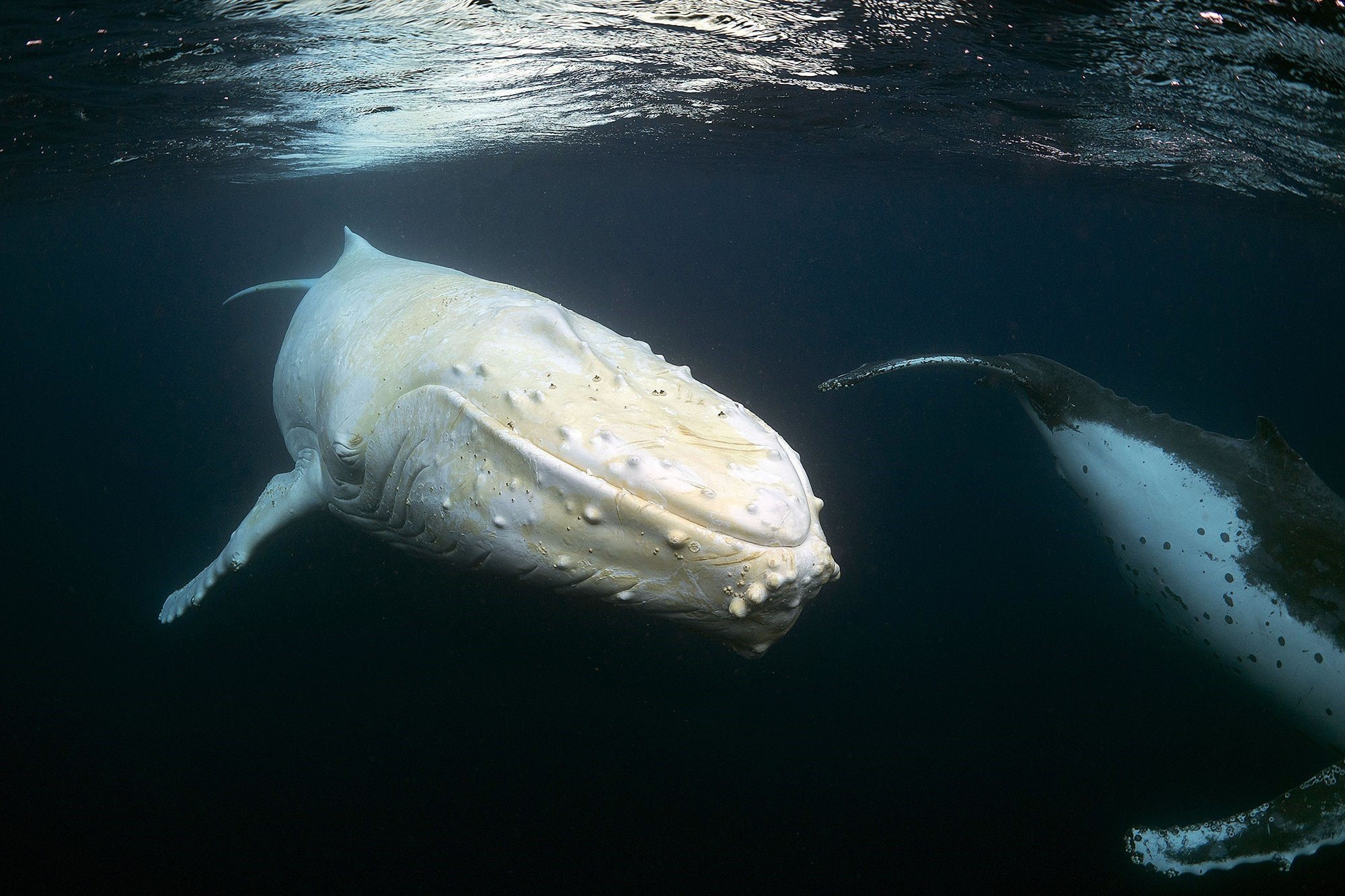 Фото белого кита