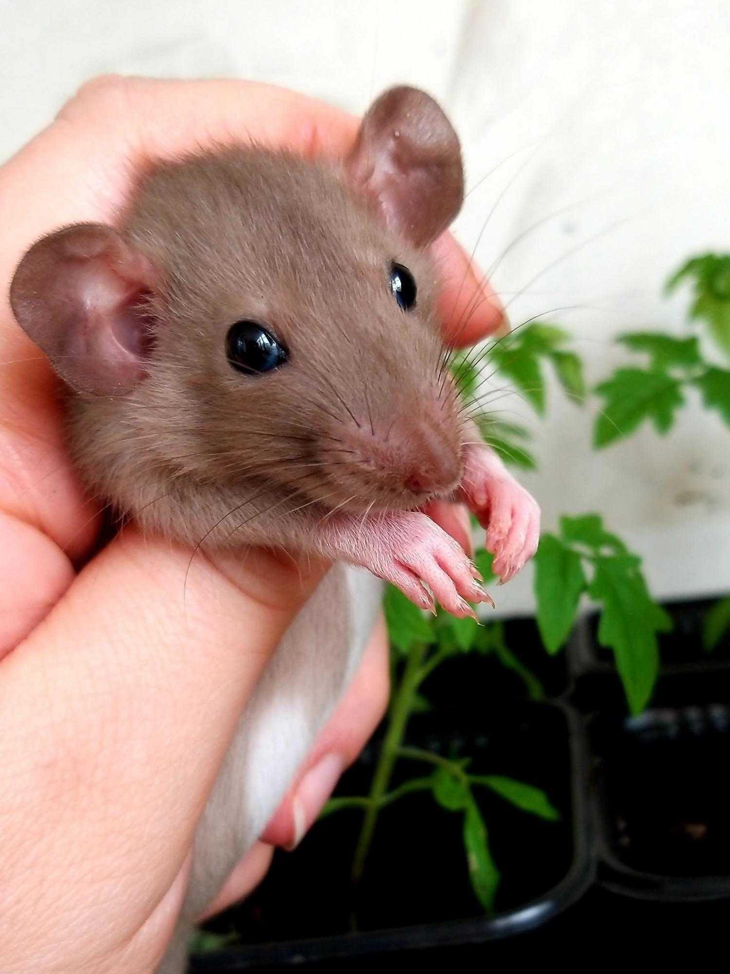 Как выглядят маленькие крысята фото