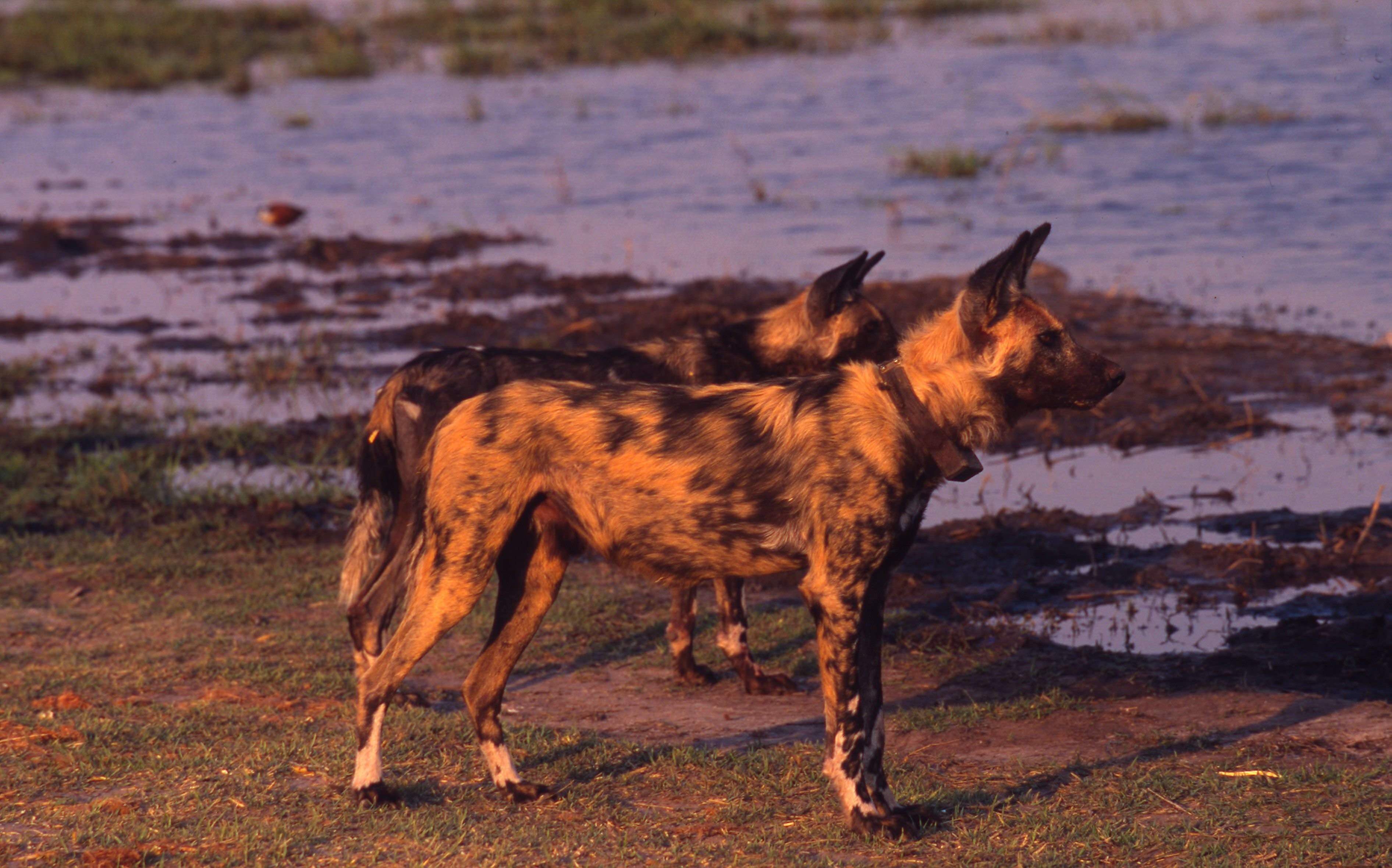 Дикая собака видео. Африканская гиеновая собака. Дикая собака Гиеновидная. Гиеновидная собака Австралия.