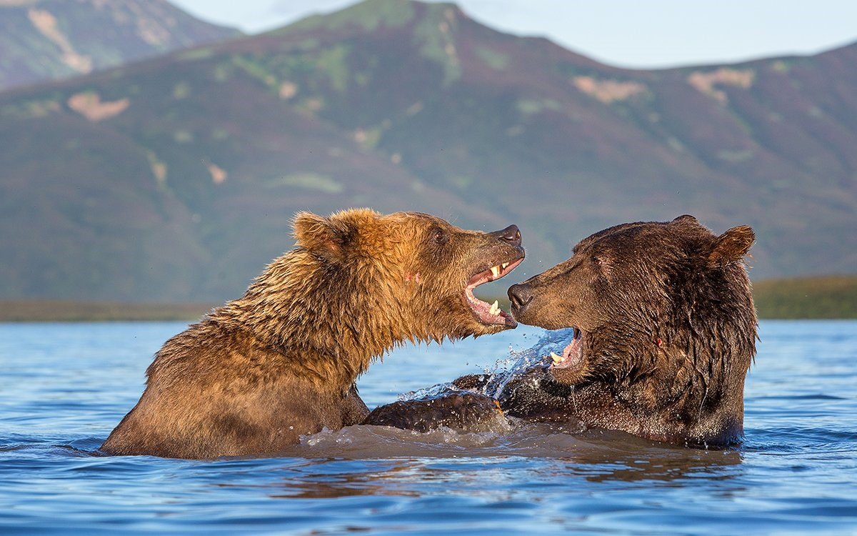 медведь на озере