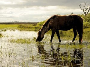 Кони на водопое Феофан Вакулюк