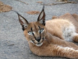 Смесь каракала и кошки