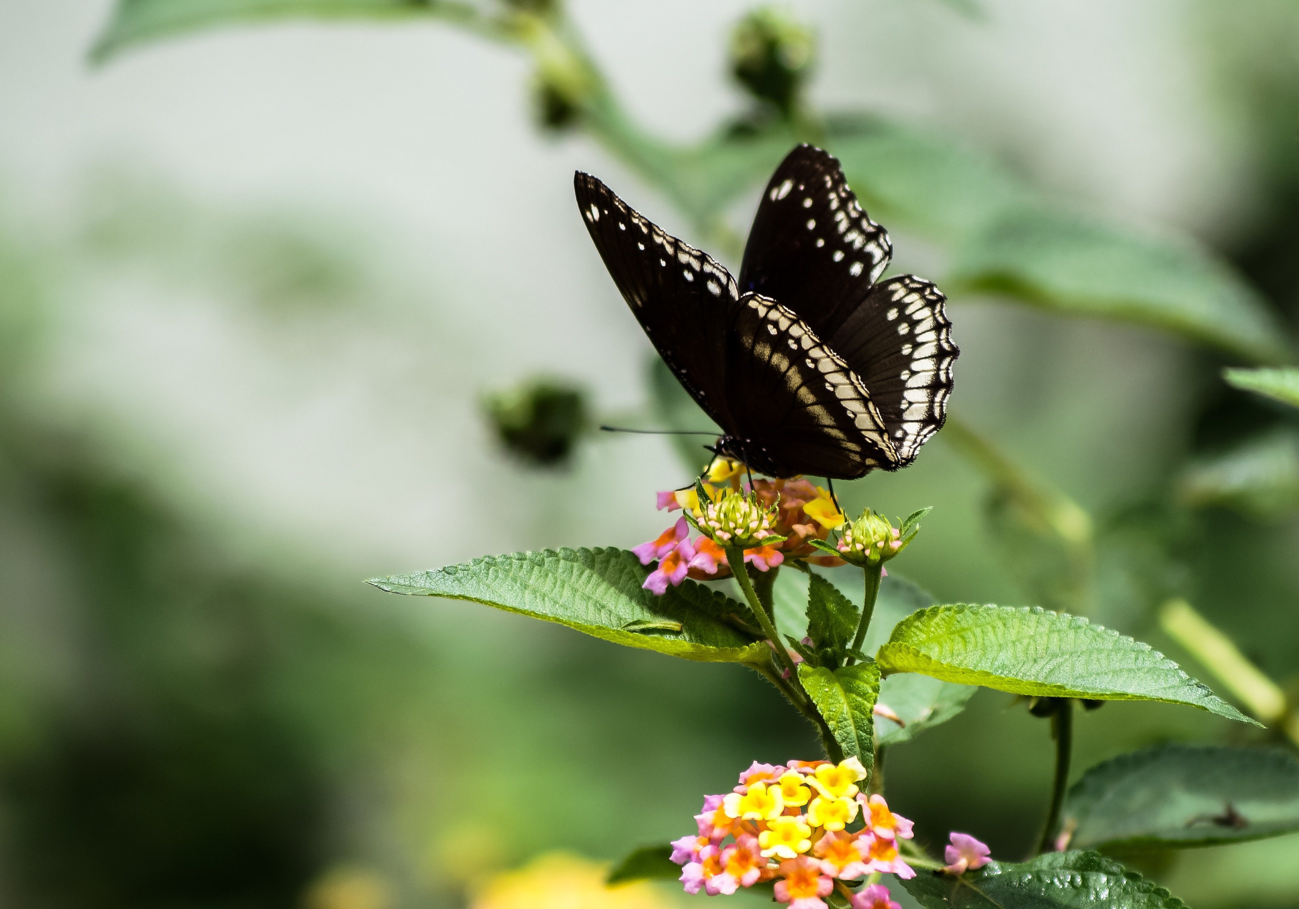 Сохранение темных бабочек в результате. Парусник Румянцева бабочка. Бабочка Баттерфляй Блэк. Темная бабочка. Чёрные бабочки в природе.