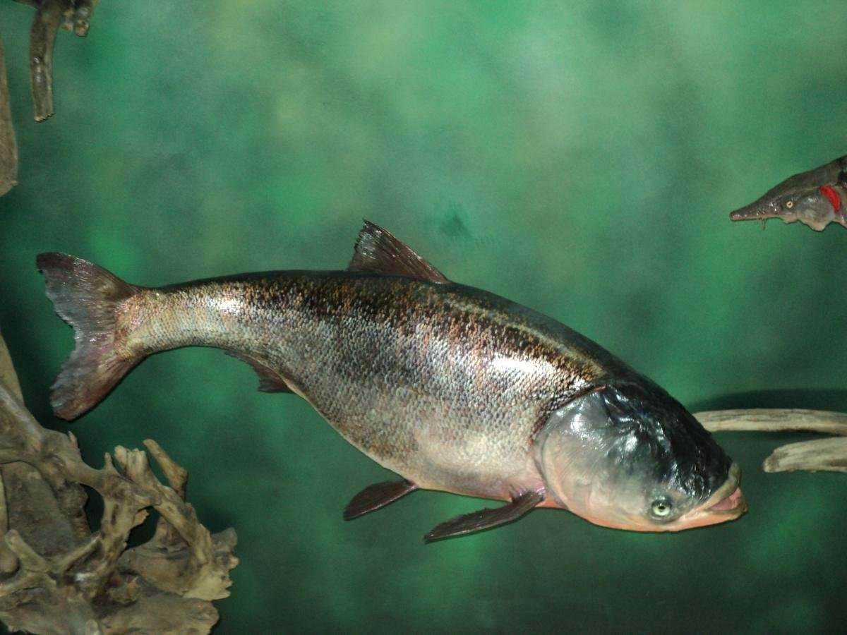 Какая самая пресноводная рыба в калининградской области