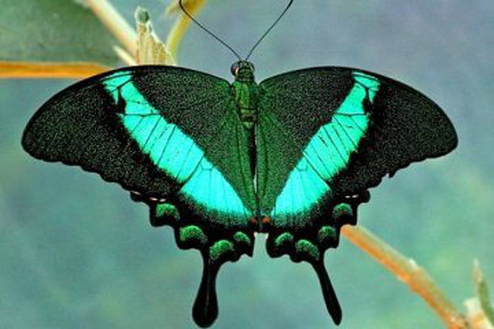 Черно зеленая бабочка. Papilio Palinurus бабочка. Бабочка парусник Палинур зелёная. Изумрудный Палинур. Парусник паленариус бабочка.
