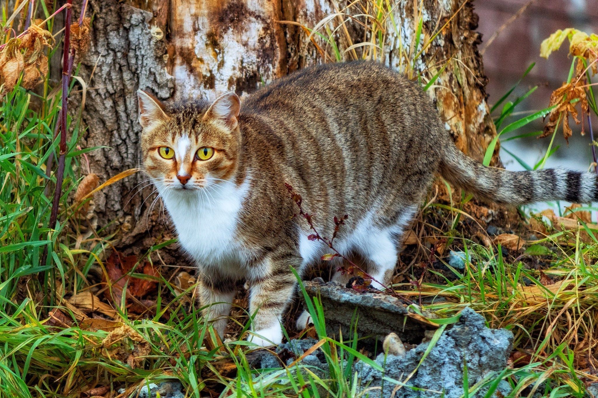 Фото дикого лесного кота