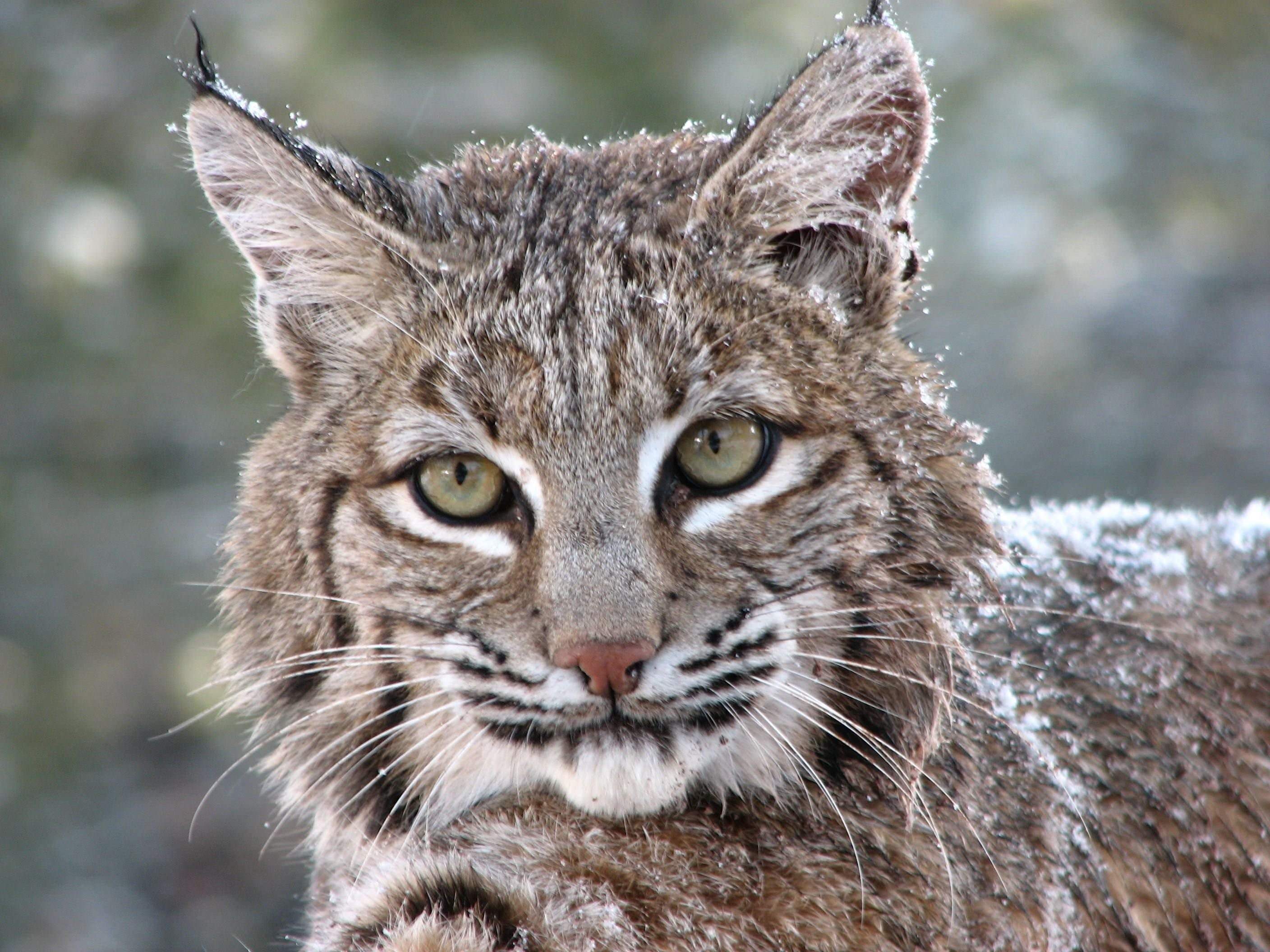 Bobcat животное фото