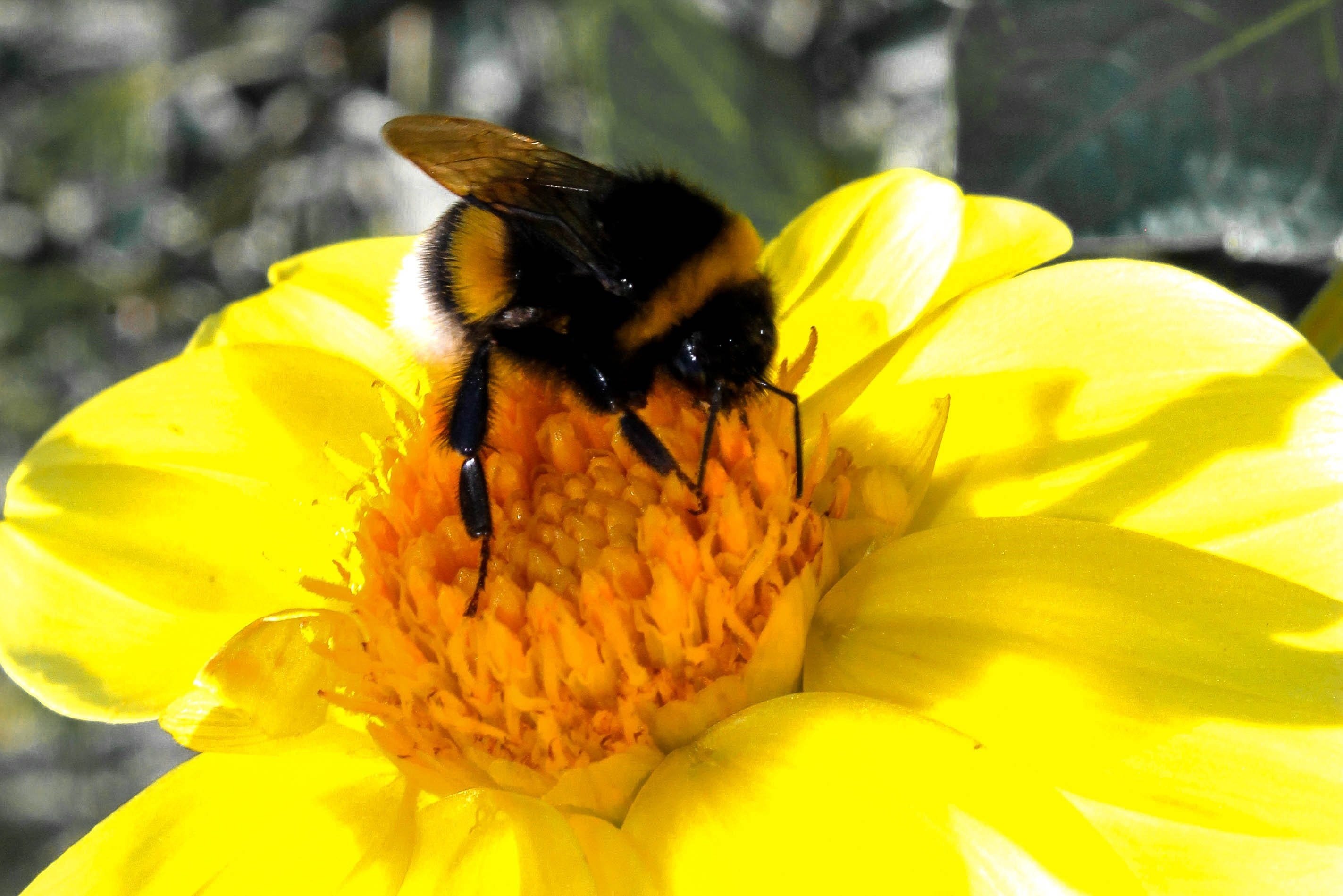 Лета желтая с черным. Шмели опылители. Шмель опыляет цветы. Пчела Bumblebee. Bumblebee nature Шмель.