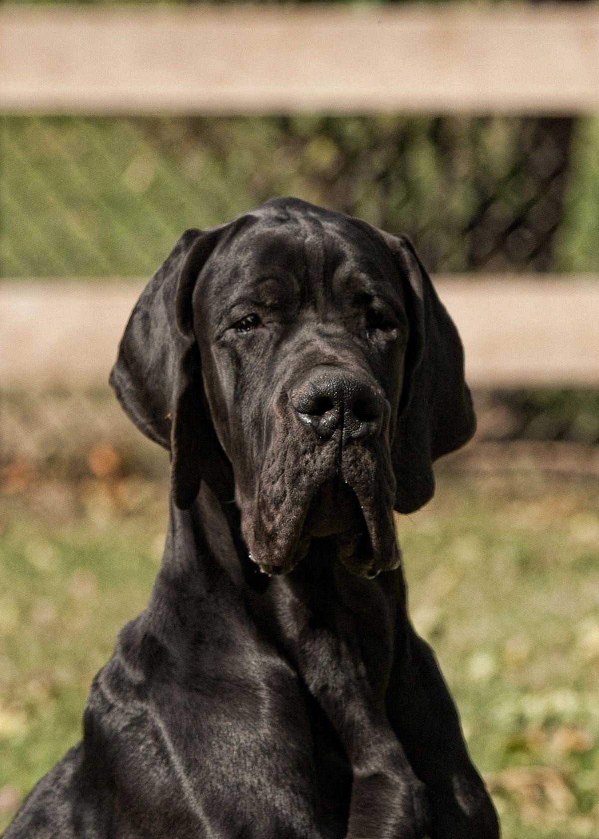Собаки крупных пород черные. Немецкий дог черный. Blue great Dane порода. Ульмский дог. Great Dane собака.