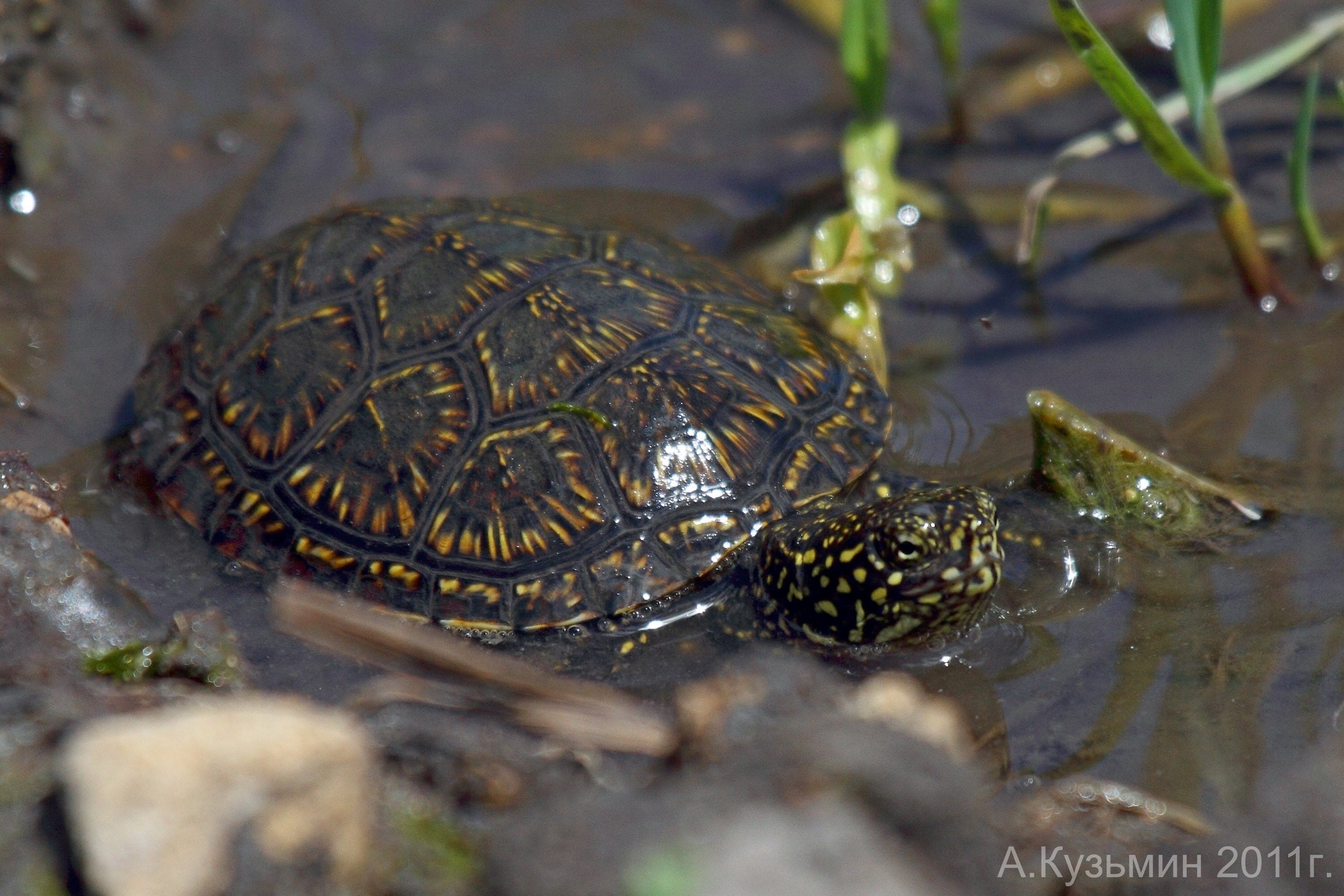 Черепахи в ростовской области фото и описание