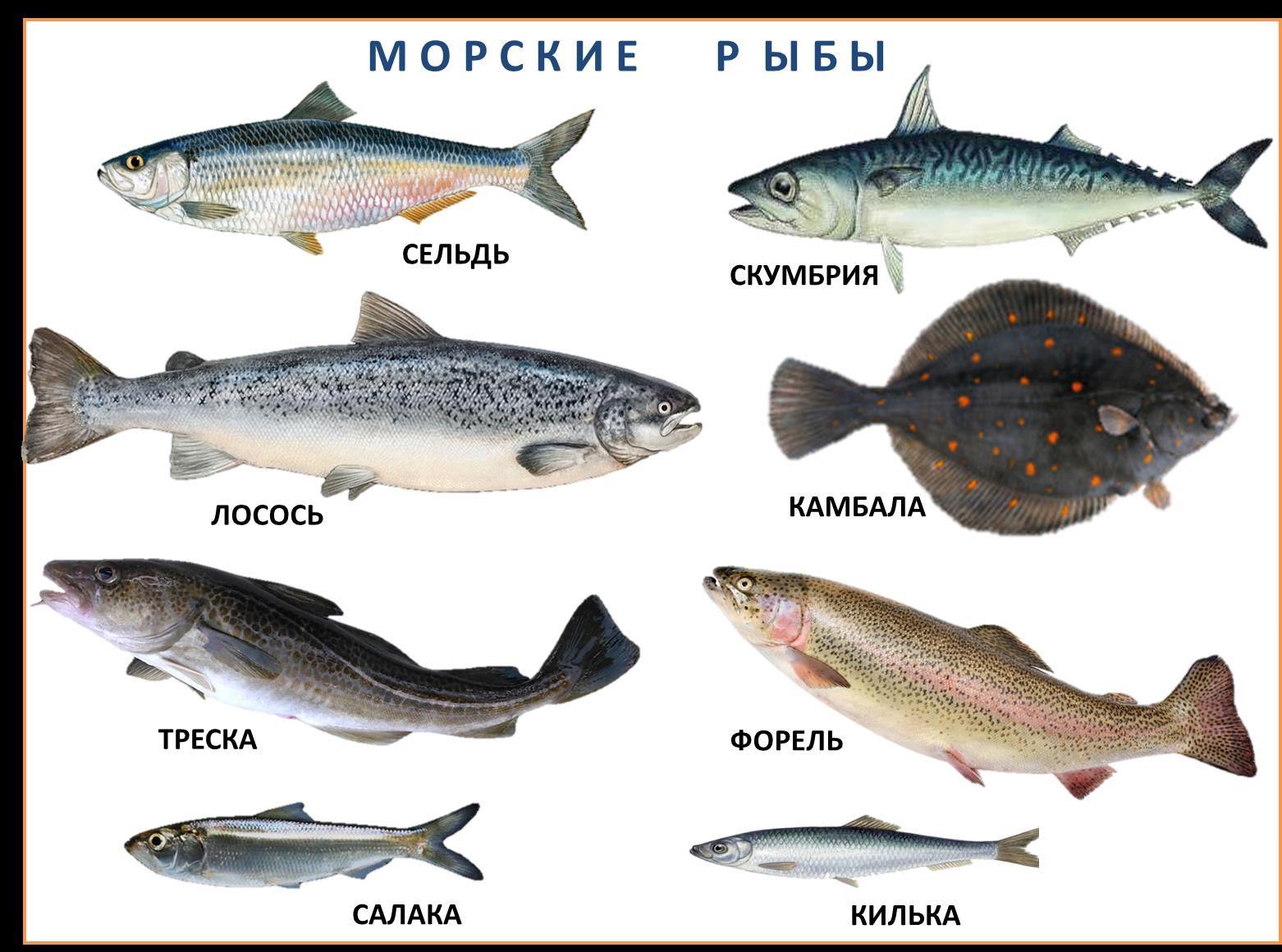 Рыбы Балтийского моря
