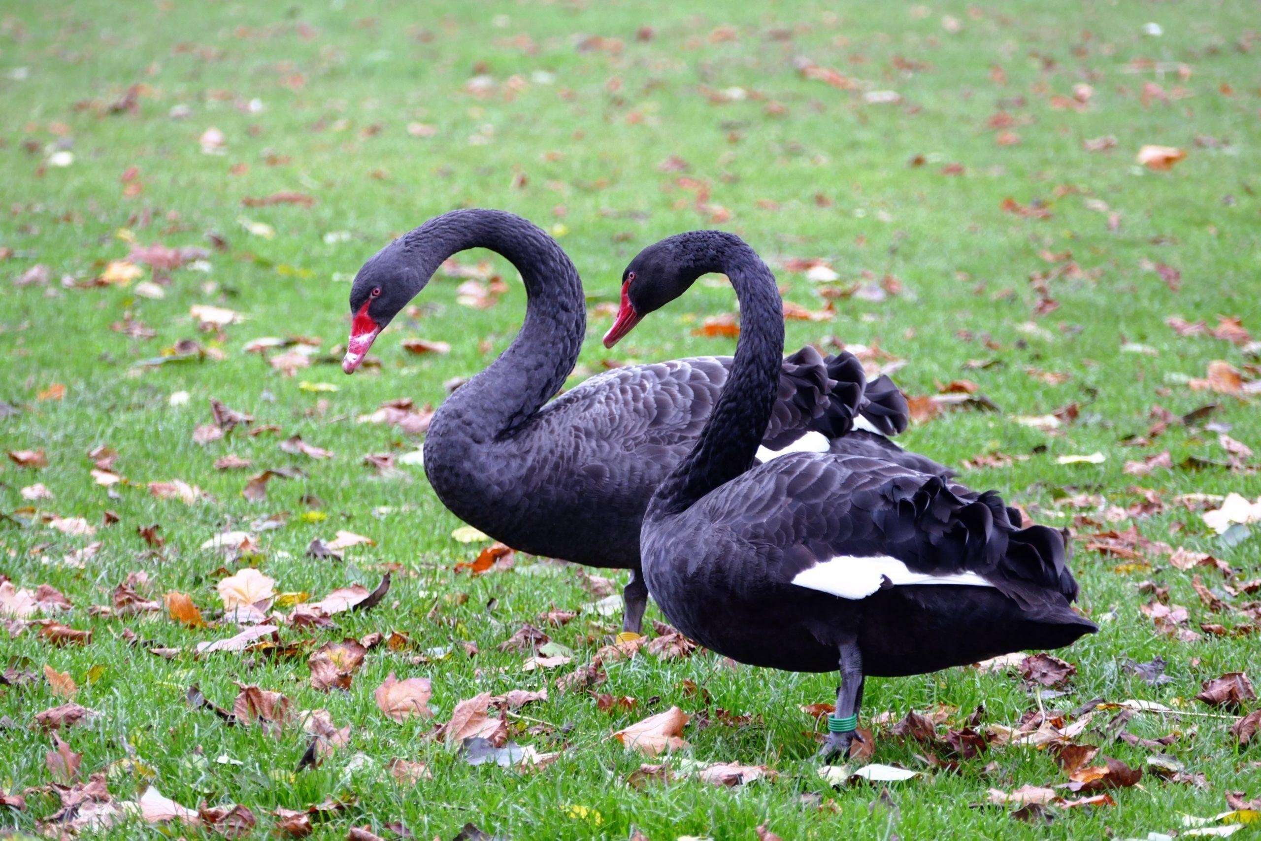 Фото black swan