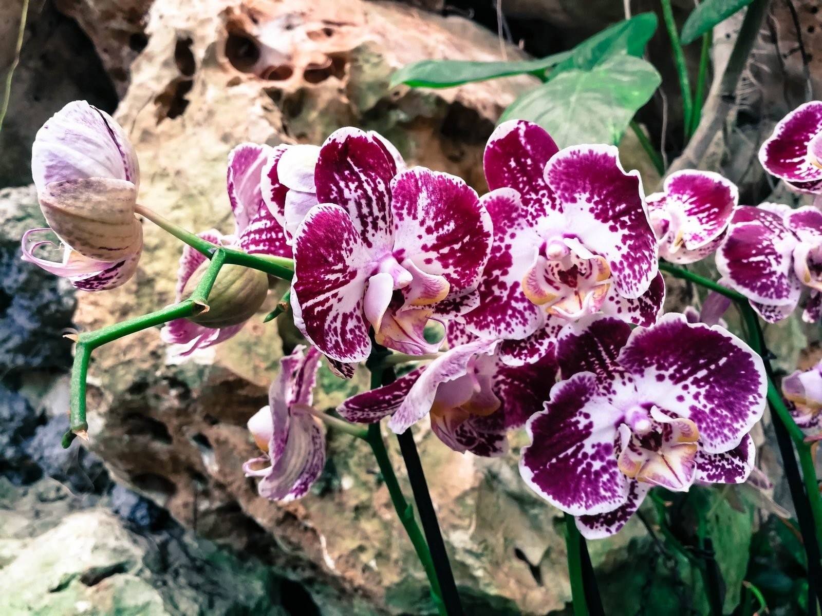 орхидея фаленопсис дикий кот фото